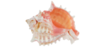 https://media.kaufland.com/images/PPIM/AP_Alphacontent/AP_Alphacontent_150/hrv/14/88/Asset_2431488.png
