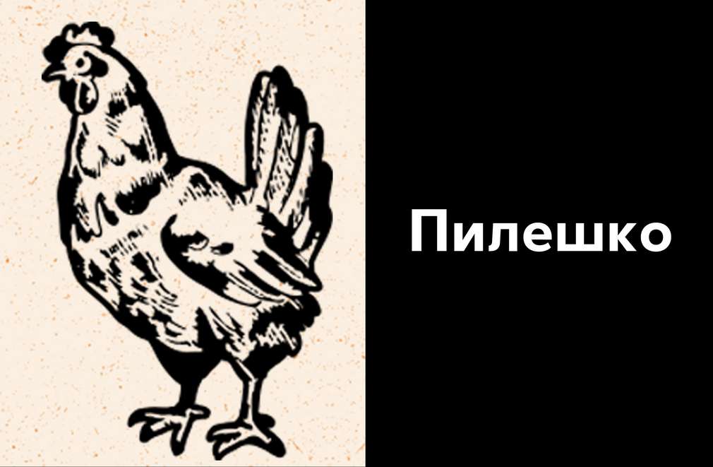 Скицирано изображение на жива кокошка
