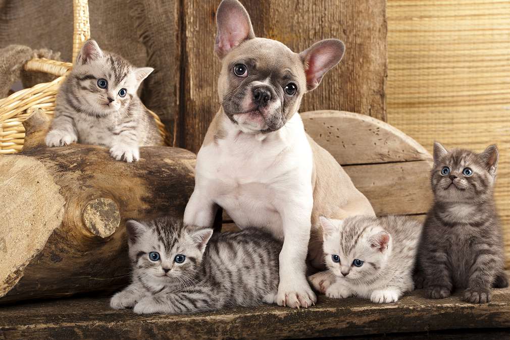 Продукти за домашни любимци от твоя Kaufland Изображение на домашни любимци