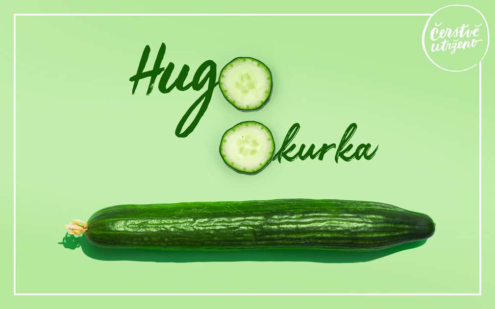 Čerstvě utržená Hugo okurka hadovka Čerstvě utržená Hugo okurka hadovka