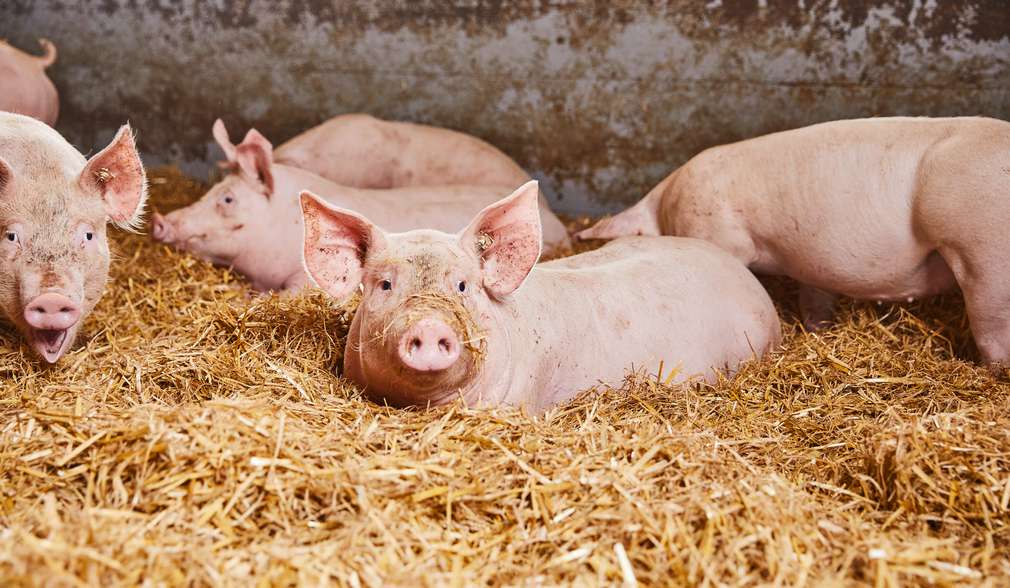 Wertschätze-Landwirte beim Gespräch Wertschätze-Landwirte beim Gespräch
