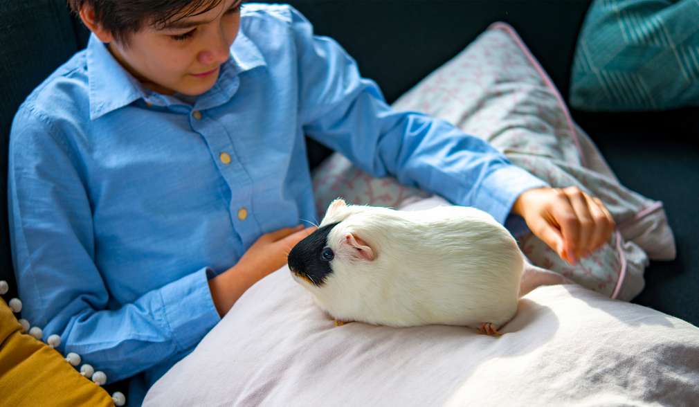 Junge mit Meerschweinchen Junge mit Meerschweinchen
