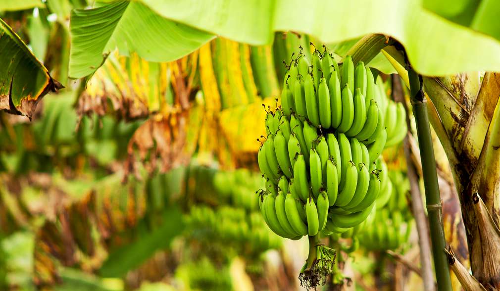 Nachhaltige Banane Nachhaltige Banane