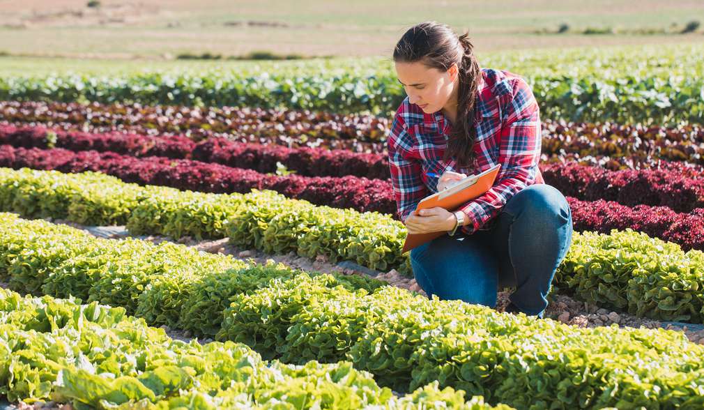 Frau auf Feld mit Salat Frau auf Feld mit Salat