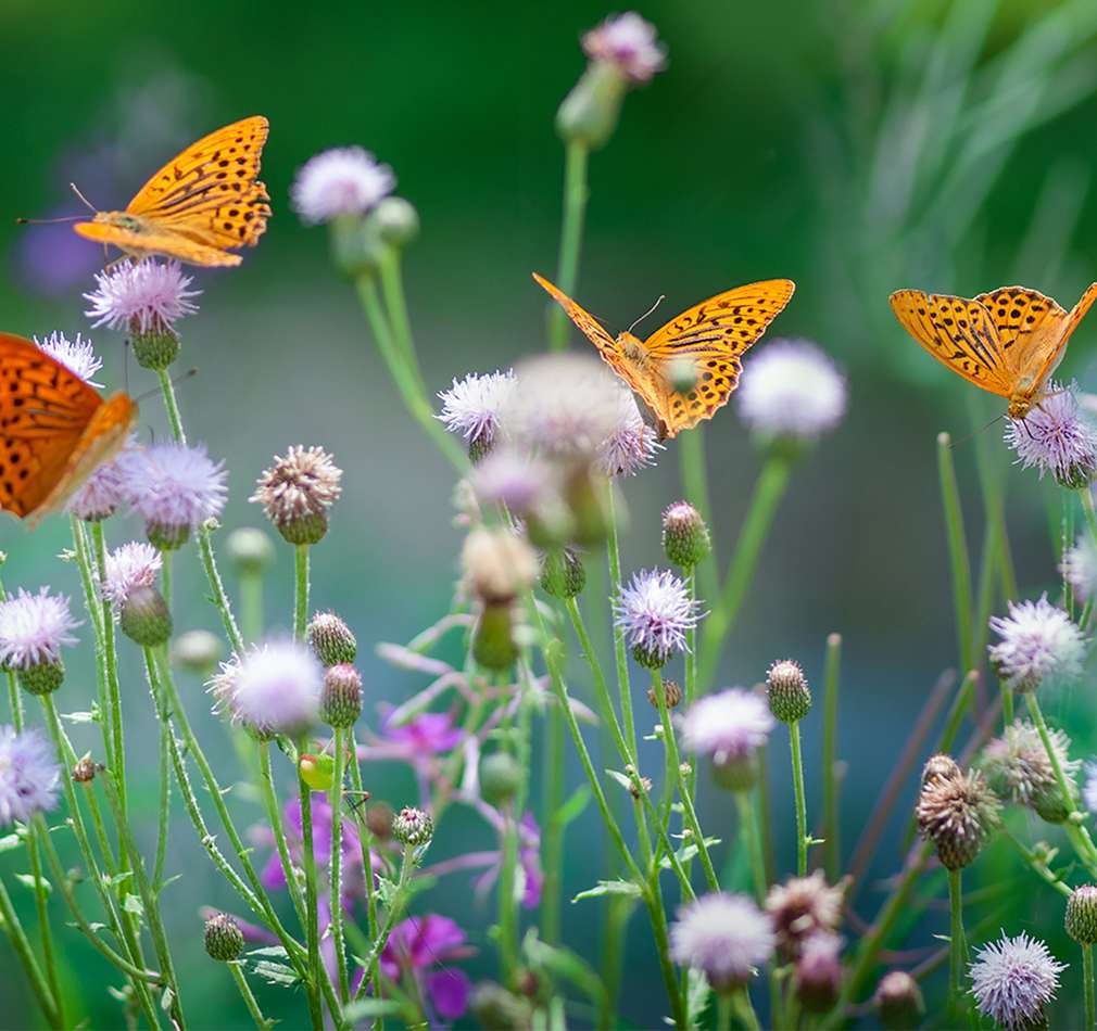 Schmetterlinge auf Blumenwiese