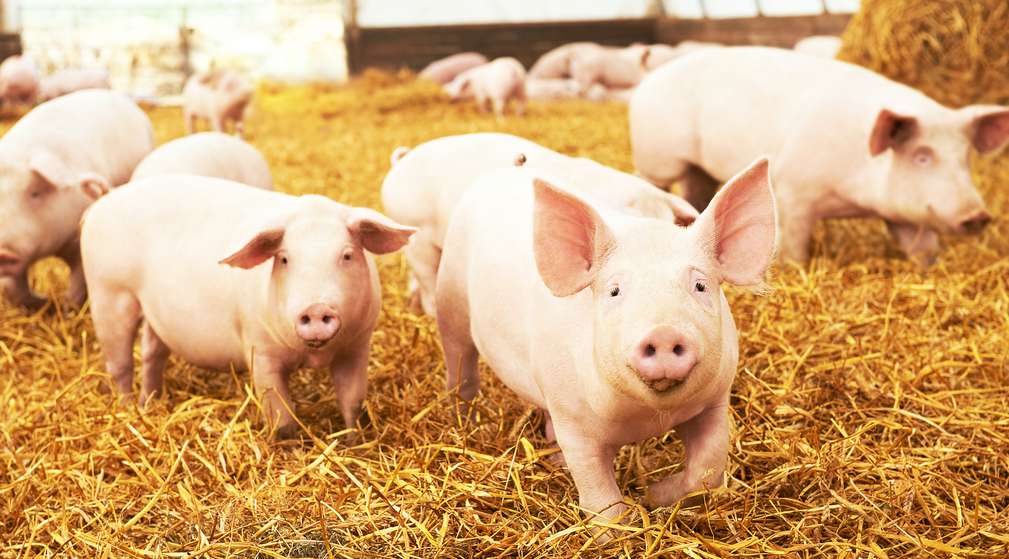 Schweine im Stall auf Stroh Schweine im Stall auf Stroh