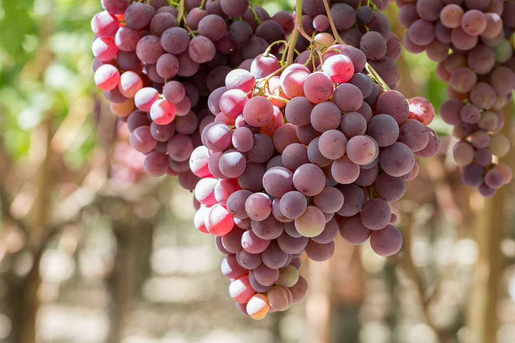 Weinrebe Weinrebe