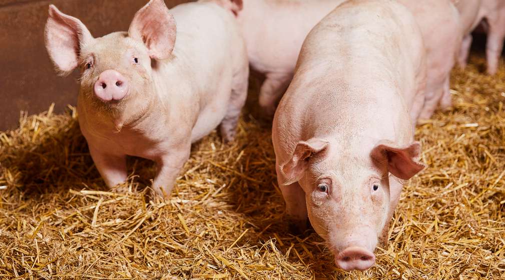 Schweine auf Stroh Schweine auf Stroh
