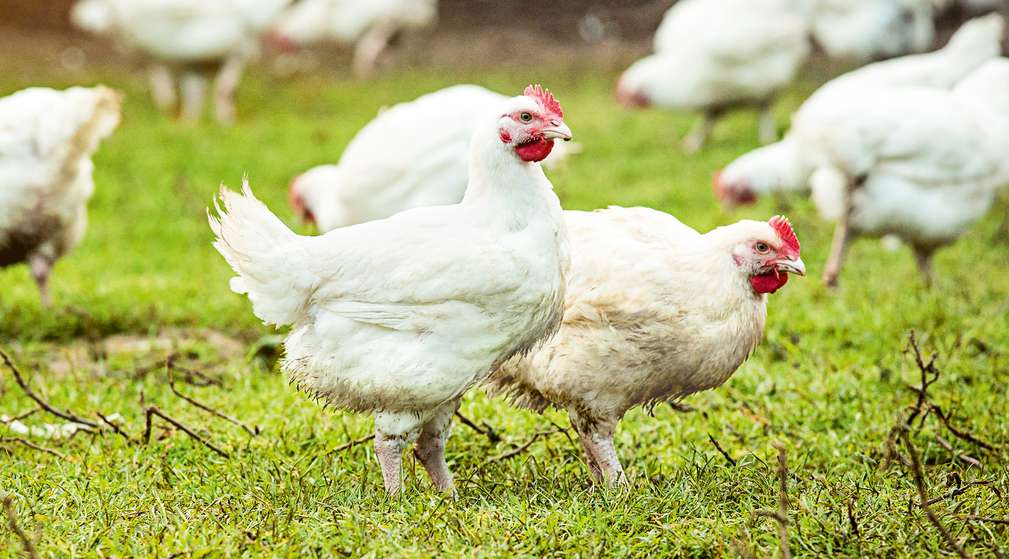 Weiße Hühner im Freiland Weiße Hühner im Freiland