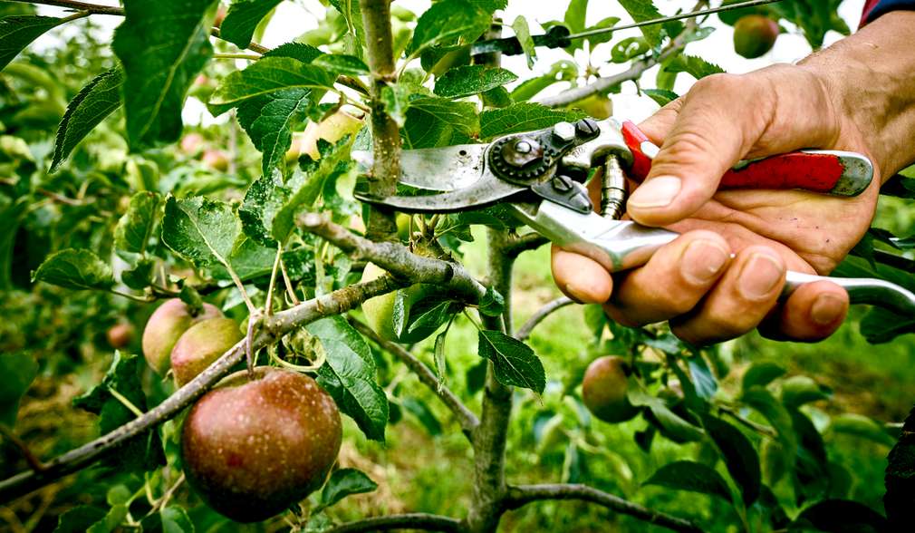 Apfelbaum Apfelbaum