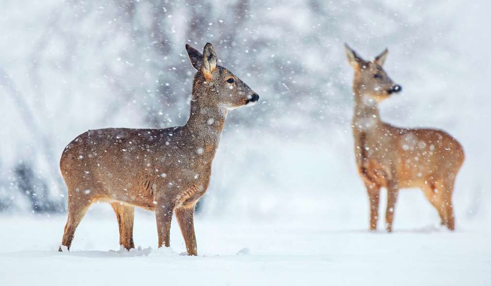Rehe Rehe