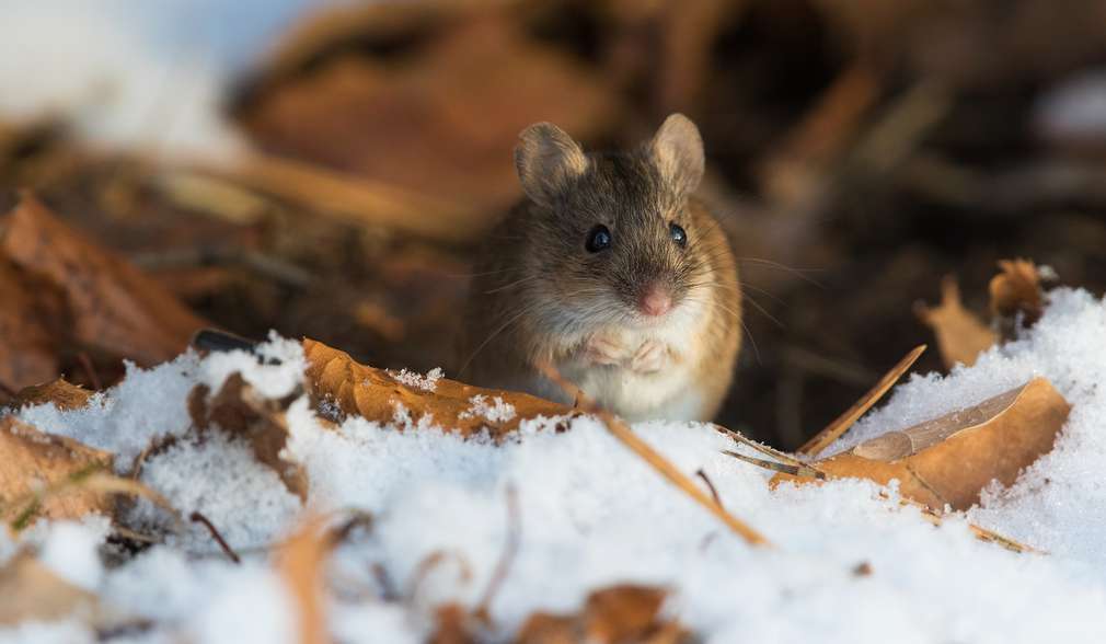 Waldspitzmaus Waldspitzmaus