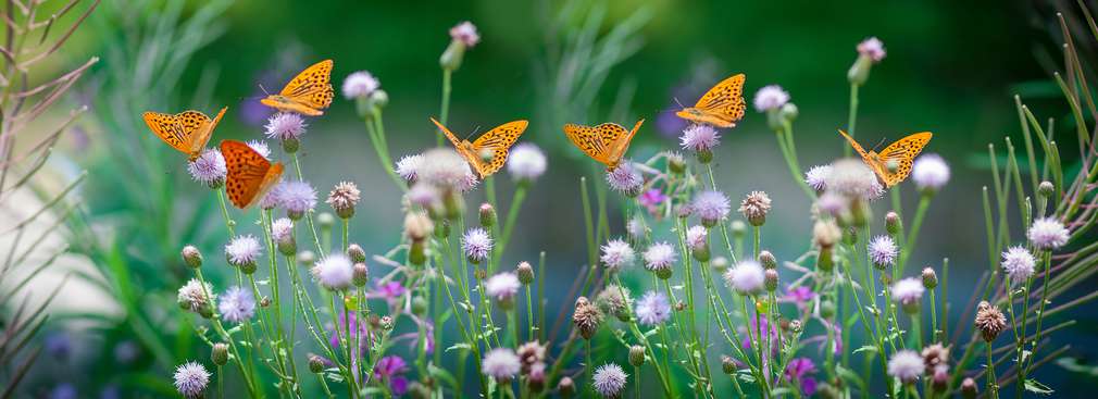 Изображение на поляна с много цветя и пеперуди