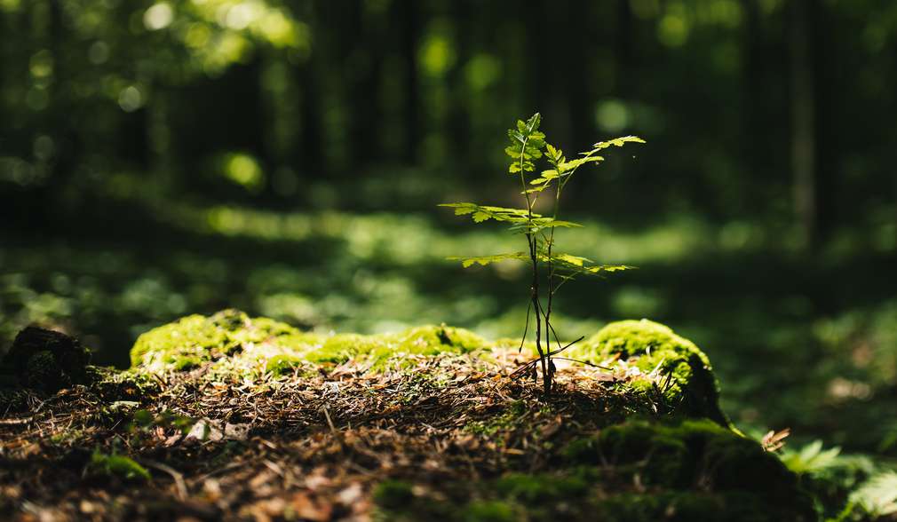 Kleine Pflanze wächst aus Waldboden Kleine Pflanze wächst aus Waldboden
