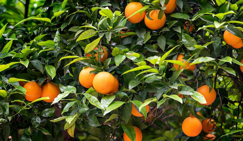 Reife Orangen an einem grünen Strauch Reife Orangen an einem grünen Strauch