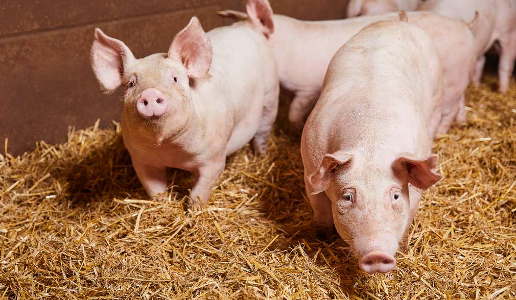 Tierschutz liegt uns am Herzen Illustration: Henne und Hase