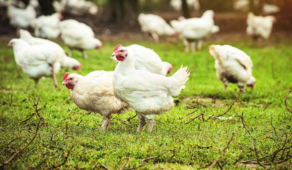 Abbildung von freilaufenden Hühnern auf einer grünen Wiese Abbildung von freilaufenden Hühnern auf einer grünen Wiese