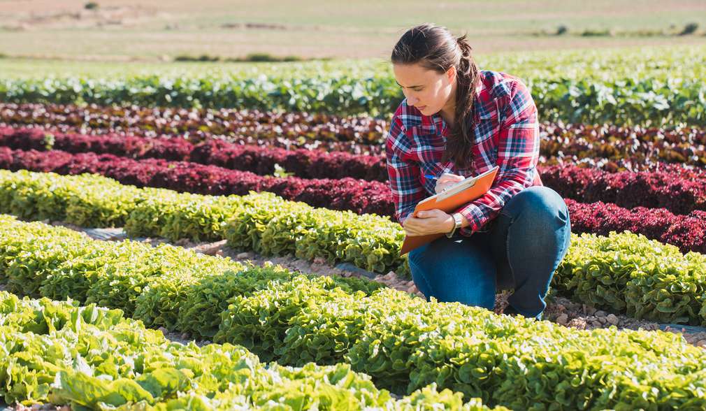Frau auf einem Feld prüft Salatanbau Frau auf einem Feld prüft Salatanbau