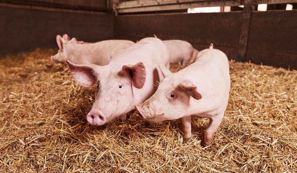 Schweine im Stall auf Stroh Schweine im Stall auf Stroh