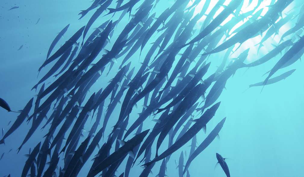 Abbildung: Fischschwarm im Meer Abbildung: Fischschwarm im Meer