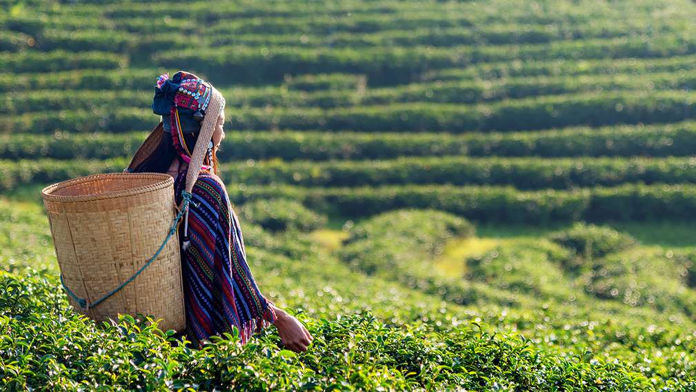 Logo MSC, FSC, Faitrade