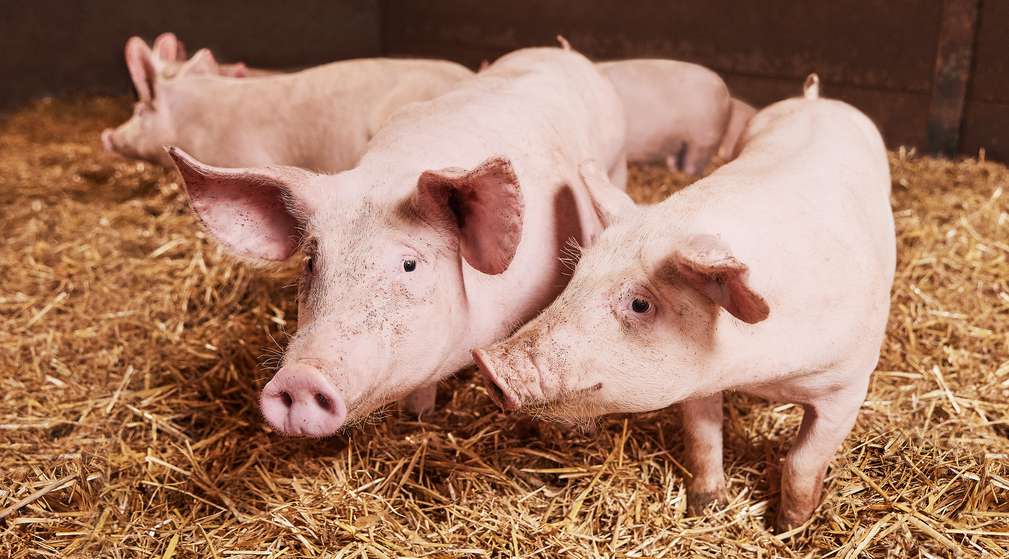 Schweine im Stall auf Stroh Schweine im Stall auf Stroh