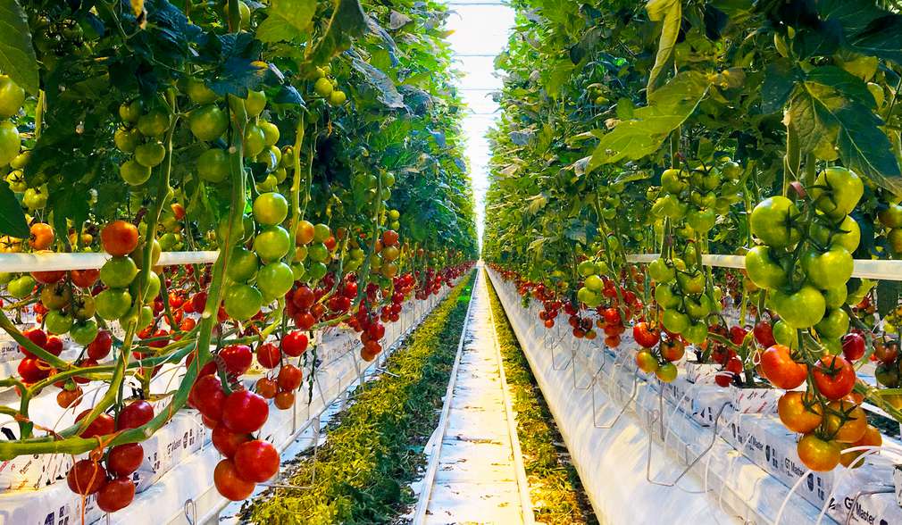 Tomaten im Gewächshaus Tomaten im Gewächshaus