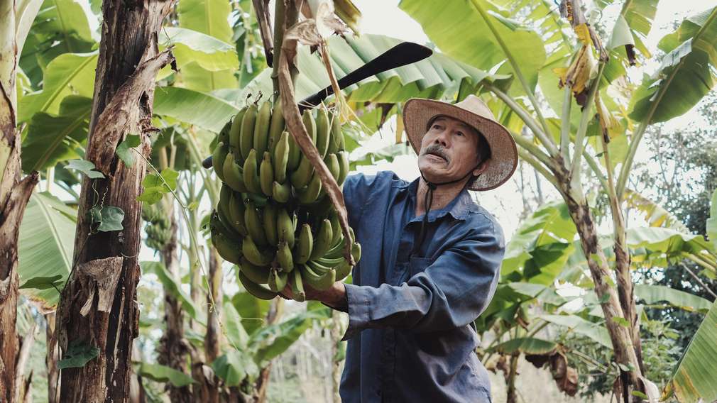 Cultivarea durabila prin respectarea Codului de Conduita Un om care recolteaza banane