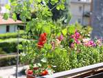 Tomaten anbauen Balkon Tomaten anbauen Balkon