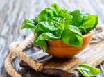 Busuioc - excelent pentru salatele care însoțesc fripturile Busuioc - excelent pentru salatele care însoțesc fripturile