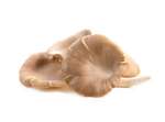 Ciuperci pleurotus Ciuperci pleurotus
