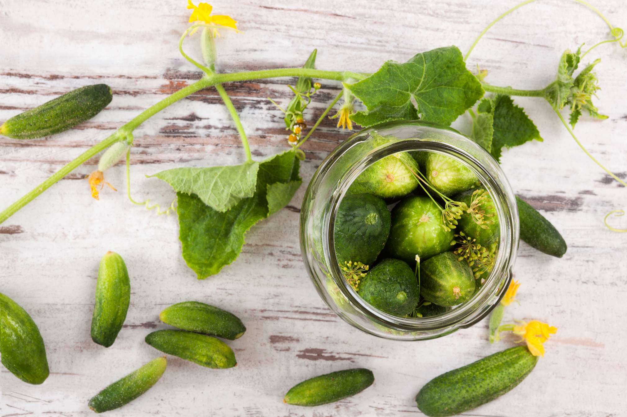 Sind Gewürzgurken Aus Dem Glas Gesund