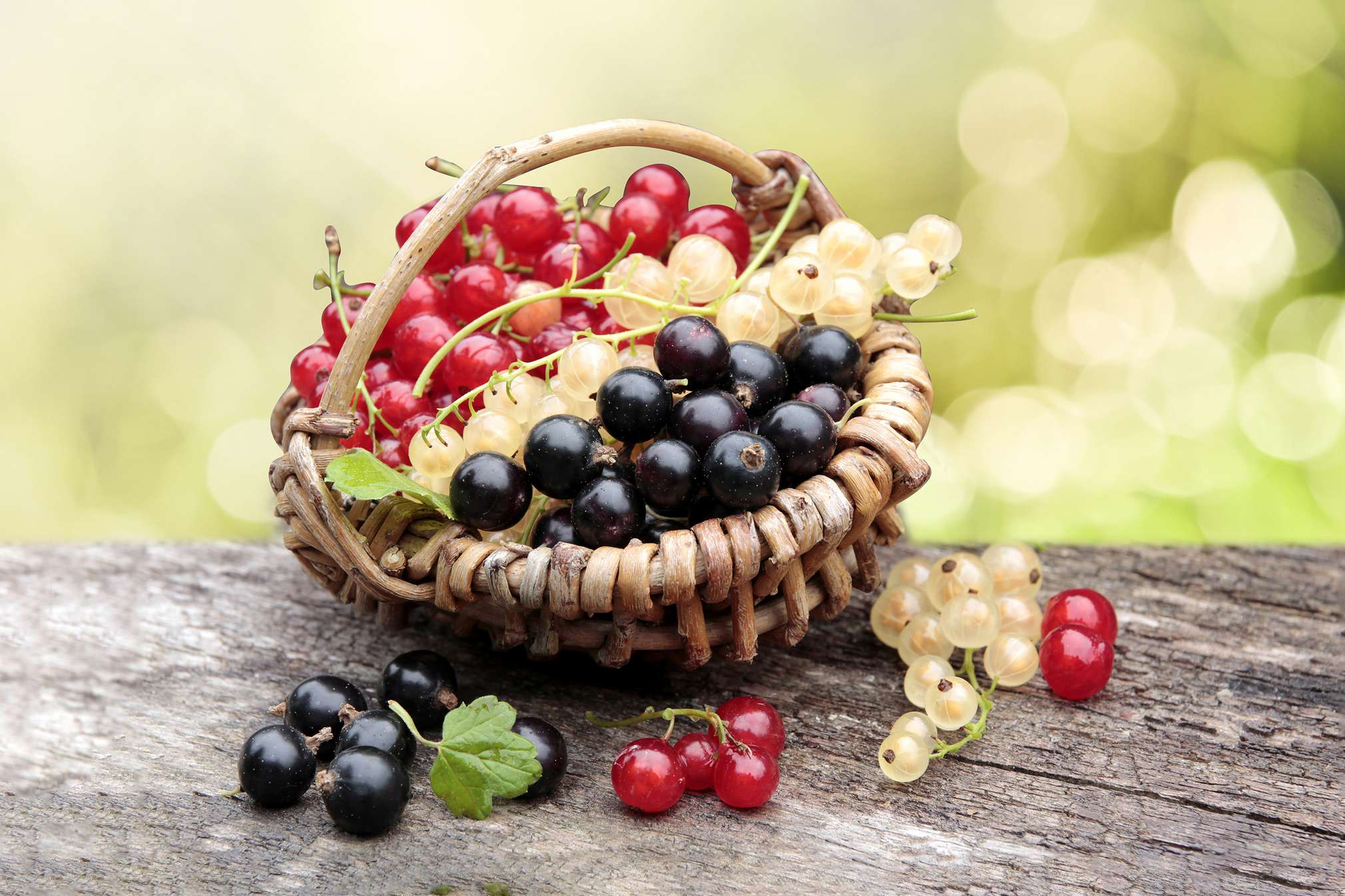 Alles was man über schwarze Johannisbeeren wissen sollte Kaufland