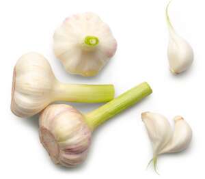 Изображение на Млечен чесън Изображение на Млечен чесън