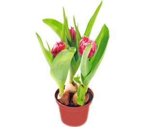 Изображение на Лале /3 луковици/ Изображение на Лале /3 луковици/