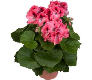 Изображение на Пеларгониум Грандифлорум Ø12 см