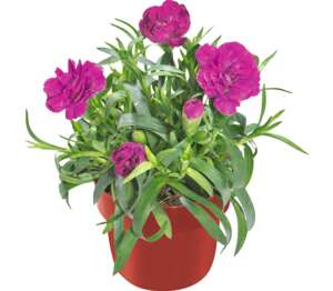 Изображение на Карамфил Ø10,5 см Изображение на Карамфил Ø10,5 см