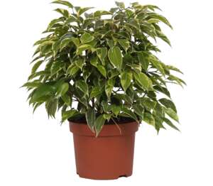 Изображение на Фикус Бенджамин Кинки
12 см