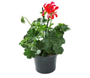 Muškát vzpřímený 