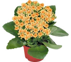 Kalanchoe plnokvětá 