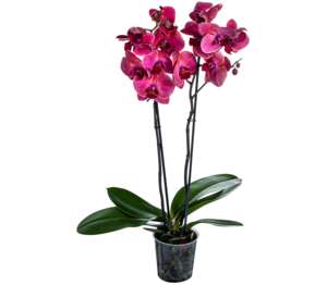 Orchidea-Phalaenopis Premium 2 výhony