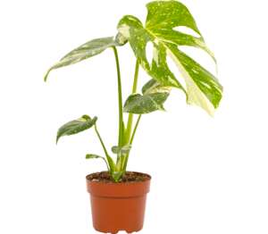 Monstera Thai Constellation 