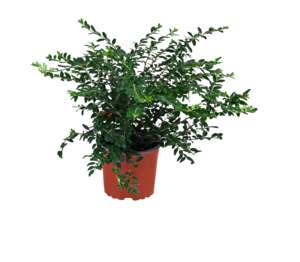 Lonicera Lonicera