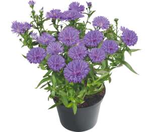Aster Aster