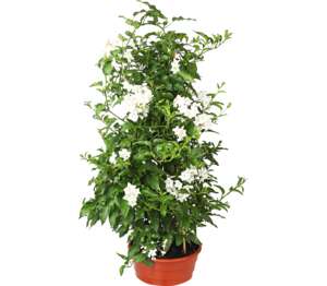 Jasmin Solanum jasminoides Jasmin Solanum jasminoides