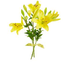 Lilie wys. ok. 50 cm