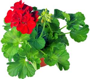 Pelargonia Caliope