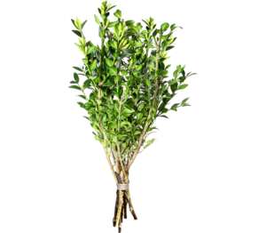 Bukszpan cięty pęczek