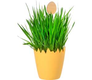 Owies w skorupce z pikiem