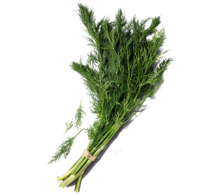 Koperek pęczek   1 szt.
